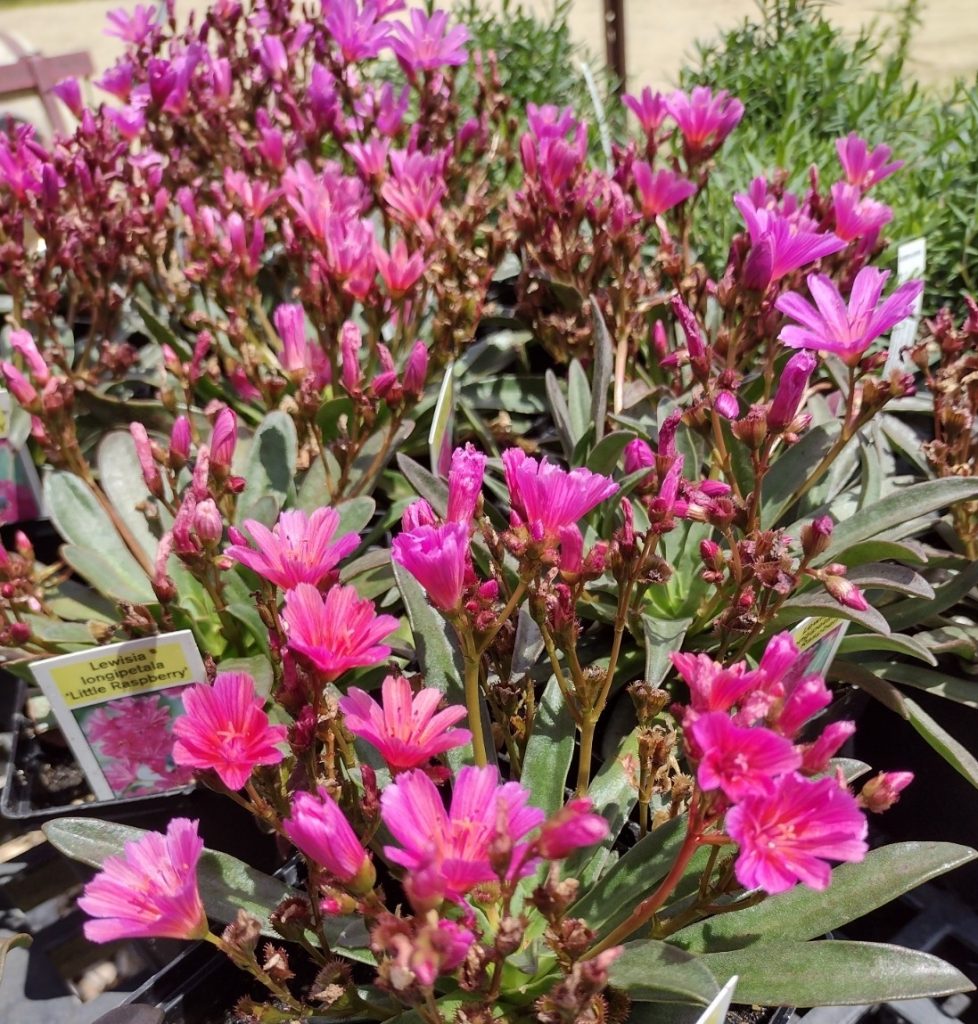 Plant Card lewisia little raspberry | Amazing Flower Farm